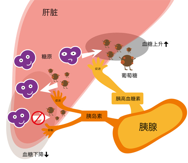 胰岛素和胰高血糖素的作用原理