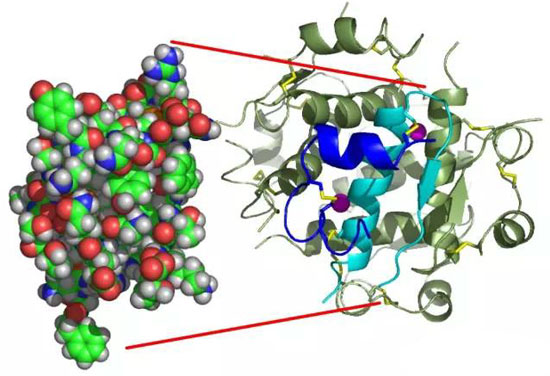 胰岛素分子的三维晶体结构