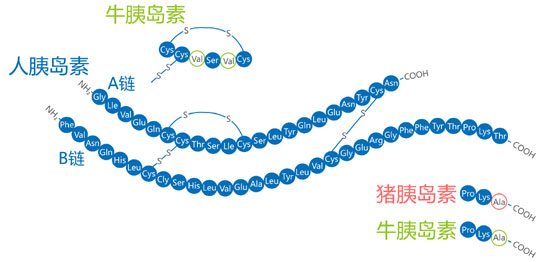 不同的胰岛素