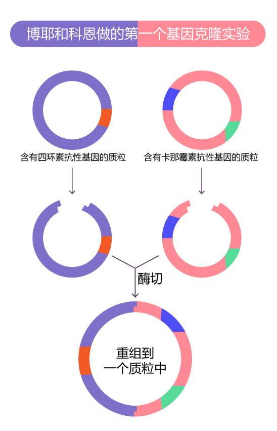 胰岛素的发现：博尔和科恩工作的示意图（绘图 肖媛）