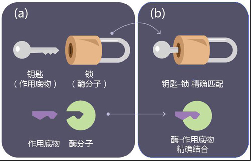 解释酶分子功能的“锁与钥匙”模型