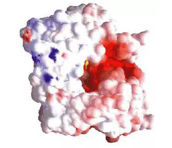 DPP-4蛋白酶的三维晶体结构